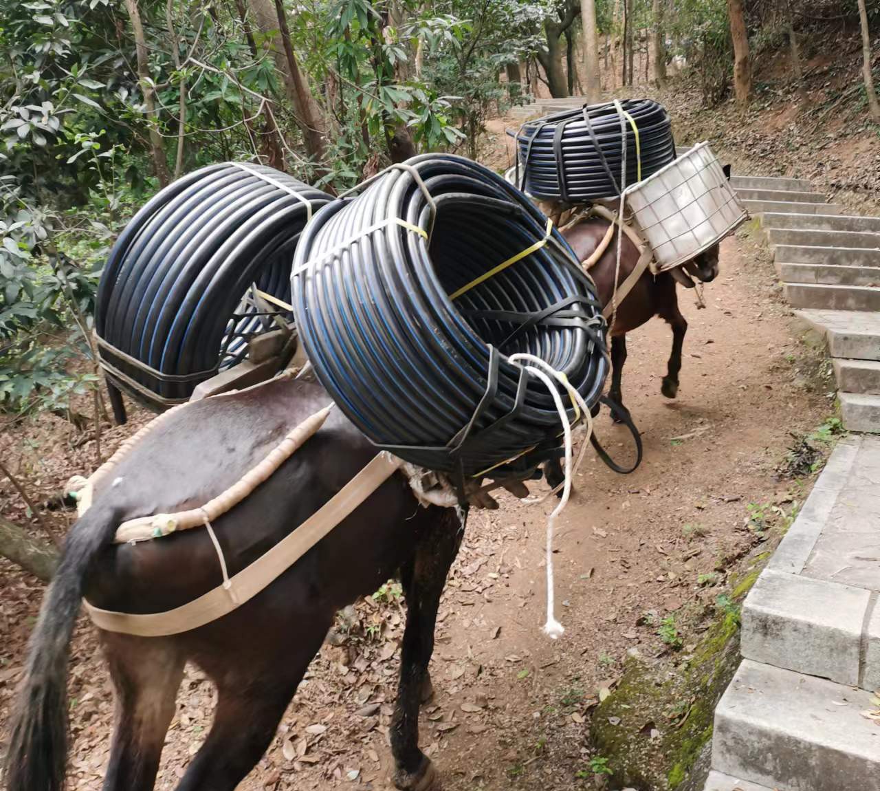 澄海区马帮运输