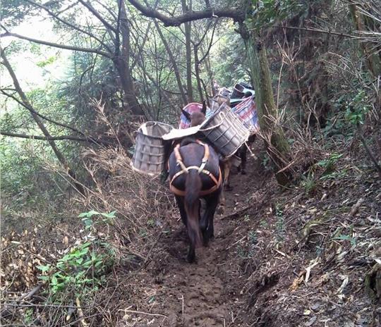 澄海区马帮运输公司