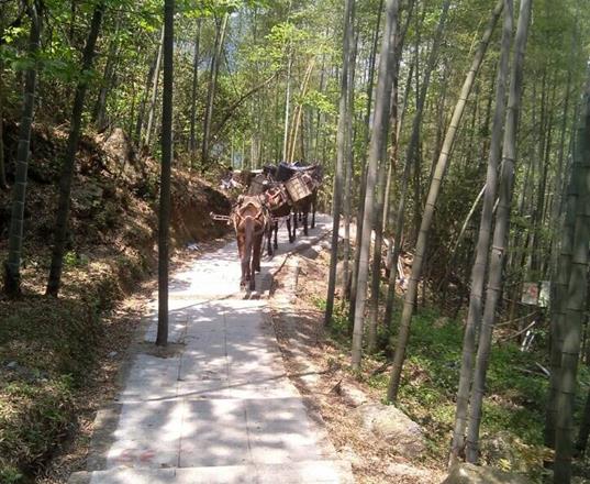 澄海区马队运输公司