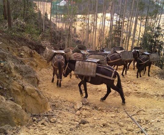 澄海区山区马队运输