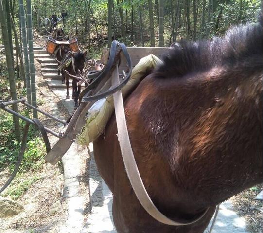 澄海区骡马队运输