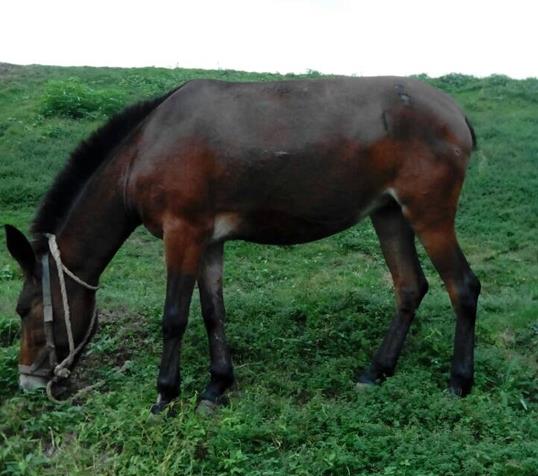 澄海区骡马搬运
