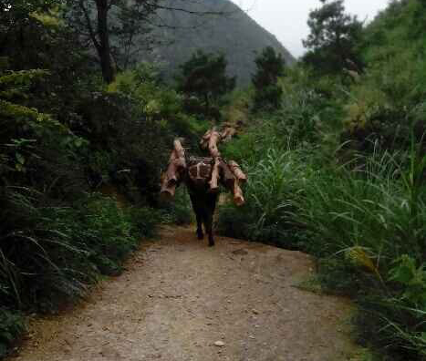 澄海区骡马运输