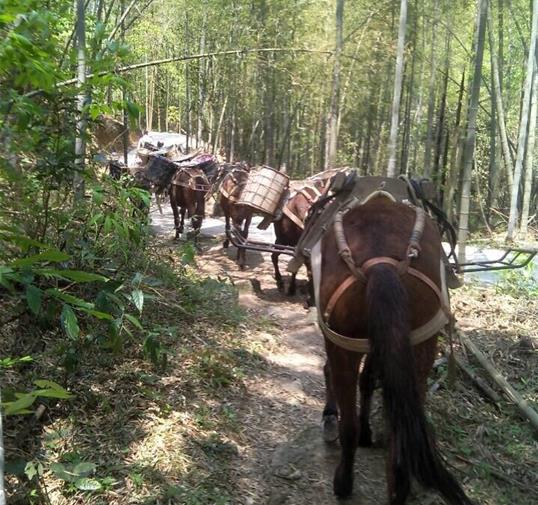 澄海区骡马运输公司