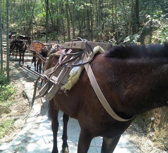 澄海区山路骡马运输