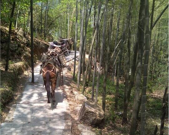 澄海区山区骡马运输