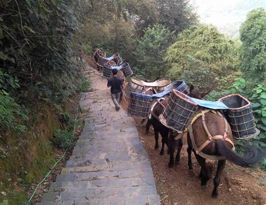 澄海区骡马运输电话