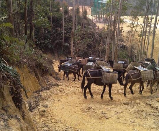 澄海区马帮山路运输