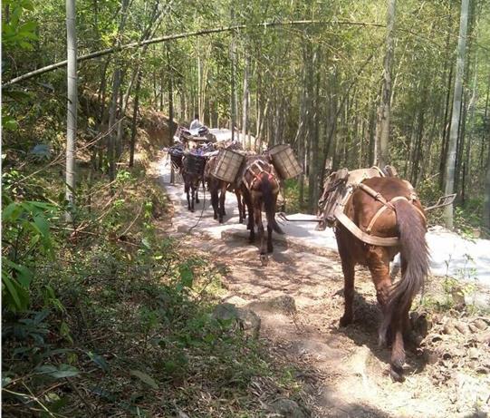 澄海区马帮运输电话