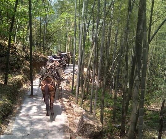 澄海区山路马队运输